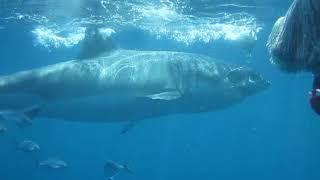 Great white shark up close!!!!