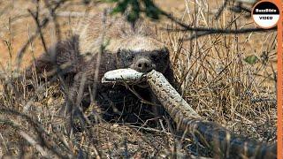 Epic Battle : Honey Badger Face Off The Python