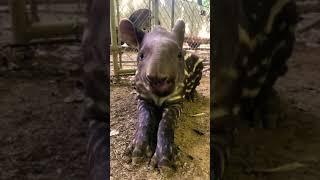 This is what a Tapir sounds like..... #short#shorts