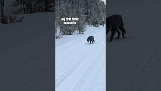 Yellowstone Wolf and Epic Day in the Interior on a Snowcoach #wolf #womenwildlifephotographers #gye