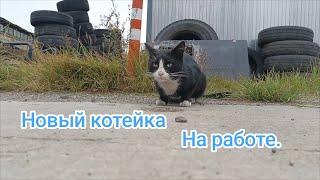 Новый котейка у нас на работе.