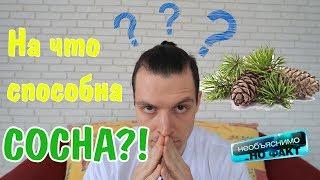 ЧТО БУДЕТ ЕСЛИ ГРЫЗТЬ СОСНУ? НЕВЕРОЯТНЫЕ СВОЙСТВА СОСНОВОЙ ХВОИ! А ВЫ ЗНАЛИ?