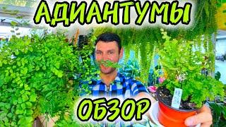 ОБЗОР НА АДИАНТУМЫ / ВЕНЕРИН ВОЛОС / КОЛЛЕКЦИЯ ПАПОРОТНИКОВ 