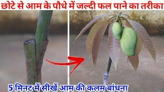 5 मिनट में सीखें आम की कलम बांधना | आम की ग्राफ्टिंग का आसान तरीका | Mango Grafting Video Hindi