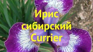 Ирис сибирский Курриер. Краткий обзор, описание характеристик iris sibirica Currier