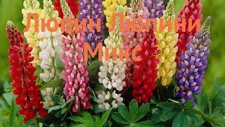 Люпин многолистный Микс (lupinus polyphyllus mix)  люпин Микс обзор: как сажать семена люпина Микс