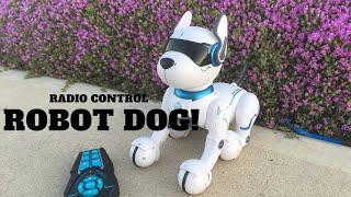 Radio Control Robot Dog From Kmart - First Look Review!