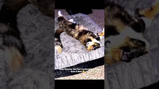 Mochi’s Cutest Sleeping Moments  Cat Nap Compilation with “You Are My Sunshine”