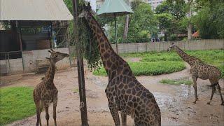 Saigon Zoo & Botanical Garden Tour 2025 | Fun For The Whole Family!