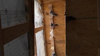 Female section, soon they will go in breeding loft,Racing pigeon-Kabootar