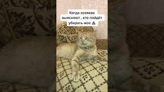 follow me,  please  #short #animals #cat #catsoftiktok