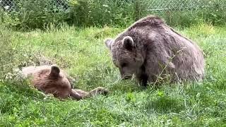 Jenny and Amy. Amy is the lighter colored one bothering Jenny when Jenny tries to relax. 