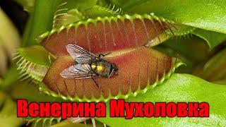 Венерина мухоловка