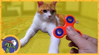 Kitty Ginger and Max play with Spinner | Compilation of funny moments from the life of Ginger