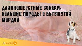 Длинношерстные собаки: большие породы с вытянутой мордой