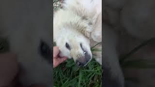 TONYA FİNOSU #fino #köpek #hayvanlar #shorts