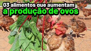 Os 03 alimentos que AUMENTAM A PRODUÇÃO DE OVOS Comprovei no teste!