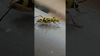 Round-necked longhorn beetles #beetles