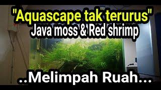 rahasia aquascape , java moss dan red shrimp melimpah ruah# harvest java moss and red shrimp