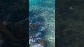 HUGE CONGER ELL ️SPEARFISHING #shorts