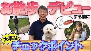 【子犬のしつけ】子犬がお散歩大好きになるために大切なこと。子犬のお散歩デビューの話