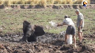 Heroes Saw Animals In Trouble And Did Exactly The Right Thing