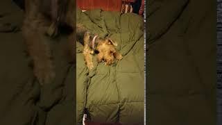 DOG BITE - BEST less than 1 second video here on YOUTUBE!