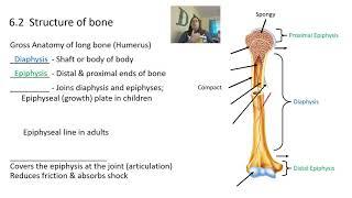 Skeletal system and bone tissue