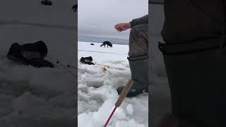 Корюшка на Белом море#морскаярыбалка#зимняярыбалка #fishing