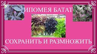 Ипомея батат.Подготовка к зимовке.Мой способ сохранения . Черенкование и укоренение ипомеи.