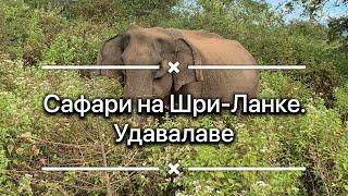 Сафари на Шри-Ланке - Удавалаве. Реальные цены!