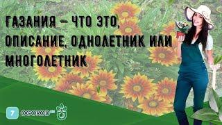 Газания — что это, описание, однолетник или многолетник