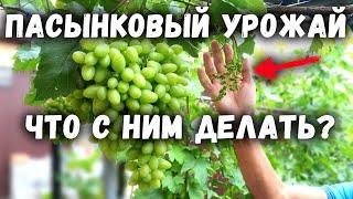 Пасынковый урожай - что с ним делать?