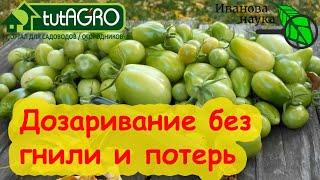 СОБРАЛИ ЗЕЛЕНЫЕ ТОМАТЫ и что дальше? Обработайте их таким способом и они быстро созреют без гнили.