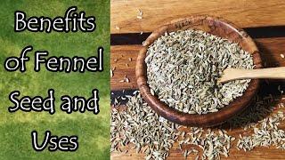 Benefits and Uses of Fennel Seed