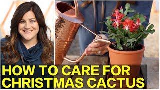 How to Care for Christmas Cactus   // Garden Answer