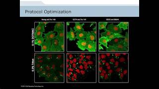 Analysis of Cellular Signaling by Fluorescent Imaging and Flow Cytometry