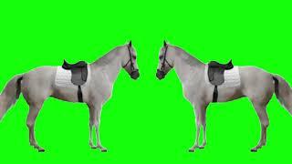 BEST ROYALTY FREE GREEN SCREEN TWO STANDING HORSES WHITE VIDEO NON COPYRIGHT CHROMA KEY HD REO TECH