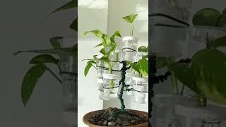 #garden4u #plant #houseplant #plants #indoorplants #diy #garden #gardenideas