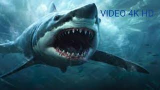 ត្រីឆ្លាមកាចសាហាវណាស់ Shark animal video 4k HD