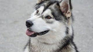 The Legacy of Alaskan Malamutes in the Fur Trade