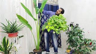 ️ Top 15 FASTEST growing INDOOR plants at Home