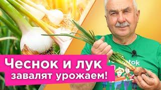 ПОЛЕЙТЕ ТАК ЧЕСНОК И ЛУК В ИЮНЕ для крупных головок и длительного хранения