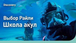 Выбор Райли | Школа акул | Discovery