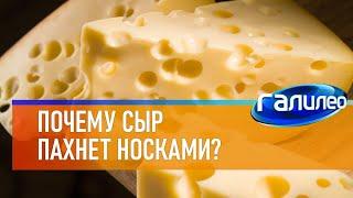 Галилео  Почему сыр пахнет носками?