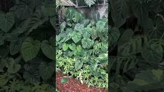 BEAUTIFUL TROPICAL PLANTS COLLECTION