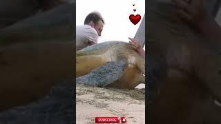 Rescuing a Tortoise and Returning It to the Sea  Amazing Wildlife Rescue