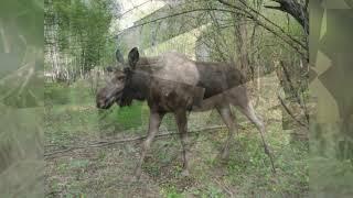 Видео-экскурсия "Хоперский государственный заповедник"