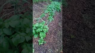 Austin's Farm Potato beds 2025