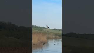 Linnet Flying In Slow Mo | RSPB St Aidan’s #nature #avian #birds